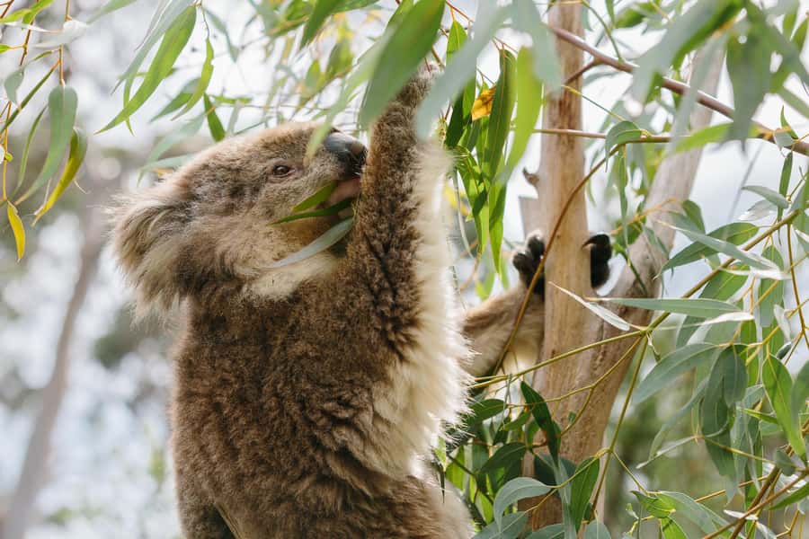 From Melbourne: Phillip Island Penguin Parade & Koalas Tour - Key points to know before booking