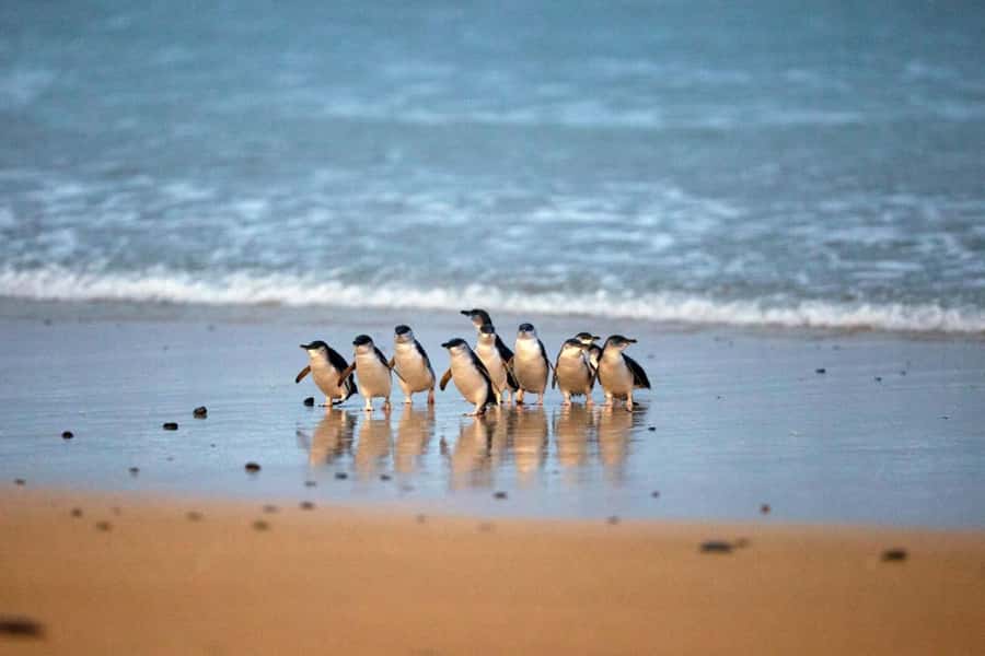 From Melbourne: Phillip Island Penguin Parade & Koalas Tour - The Nobbies puts Phillip Island’s coast on display