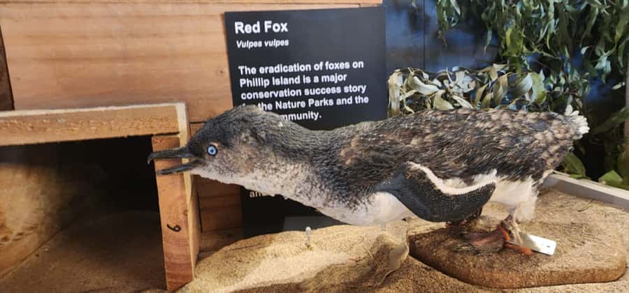 From Melbourne: Phillip Island Penguin Parade Private Tour - Who will enjoy this private day trip