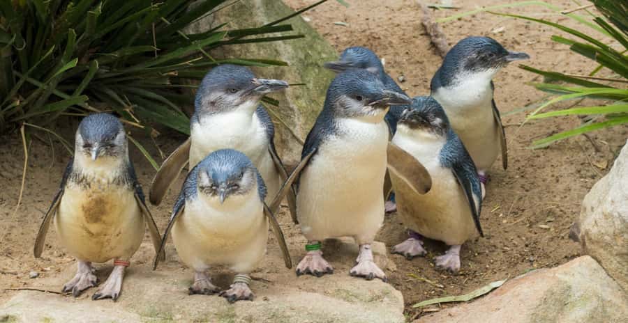 From Melbourne: Puffing Billy and Penguin Parade Combo Tour - Emerald Lake and the lunch break