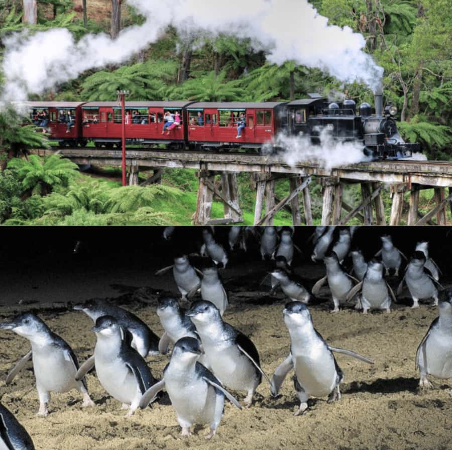 From Melbourne: Puffing Billy and Penguin Parade Combo Tour - The scenic drive to Phillip Island