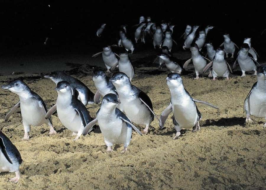 From Melbourne: Puffing Billy and Penguin Parade Combo Tour - How the Penguin Parade works