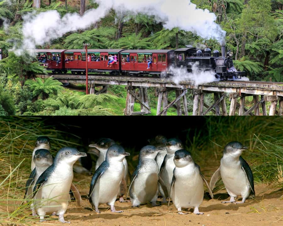 From Melbourne: Puffing Billy and Penguin Parade Combo Tour - The Hotel Windsor meeting point