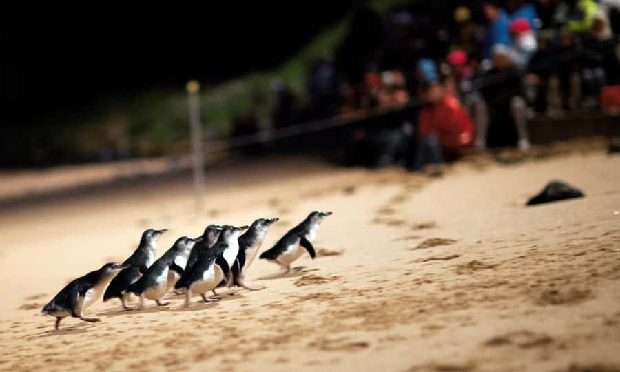 From Melbourne: Puffing Billy & Penguins Combo Tour Package - Key points at a glance