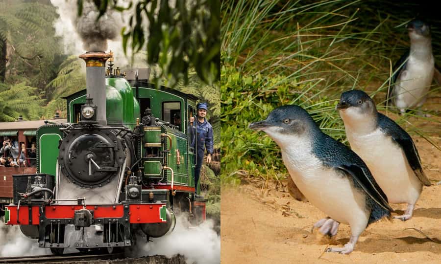 From Melbourne: Puffing Billy & Penguins Combo Tour Package - Why this Melbourne day tour works