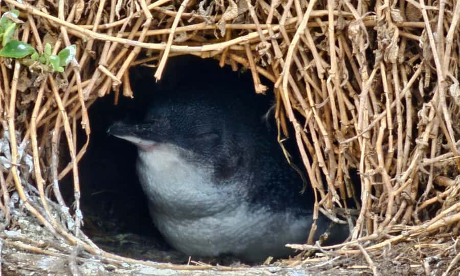 From Melbourne: Puffing Billy & Penguins Combo Tour Package - Across to Phillip Island and the Nobbies
