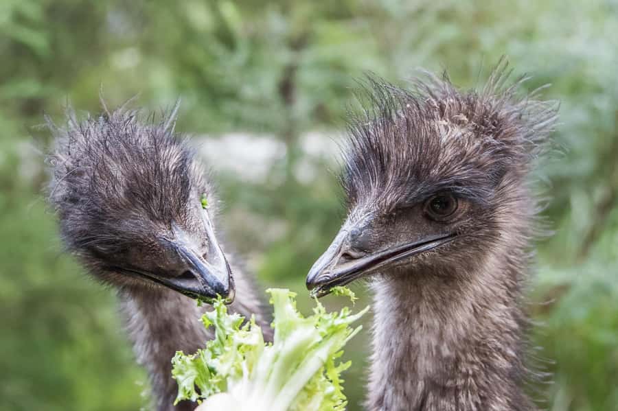 From Melbourne: Puffing Billy Steam Train & Wildlife Tour - Meeting koalas and kangaroos at Healesville