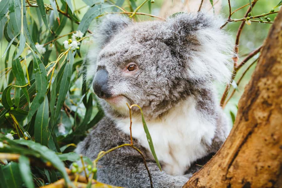 From Melbourne: Puffing Billy Steam Train & Wildlife Tour - What the $140 price includes
