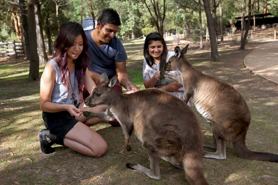 From Melbourne: Puffing Billy Steam Train & Wildlife Tour - Guides, group feel, and the pace of the day