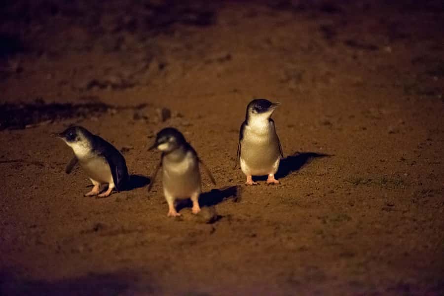 From Melbourne: Puffing Billy Train & Penguin Wildlife Tour - Is $145 good value?