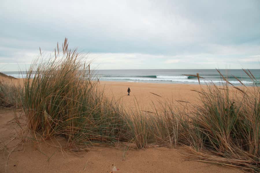 From Melbourne: Small Group Great Ocean Road Tour - What $173 includes, and where the value lies