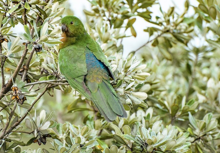 From Melbourne: Small Group Great Ocean Road Tour - Apollo Bay gives you a practical lunch break