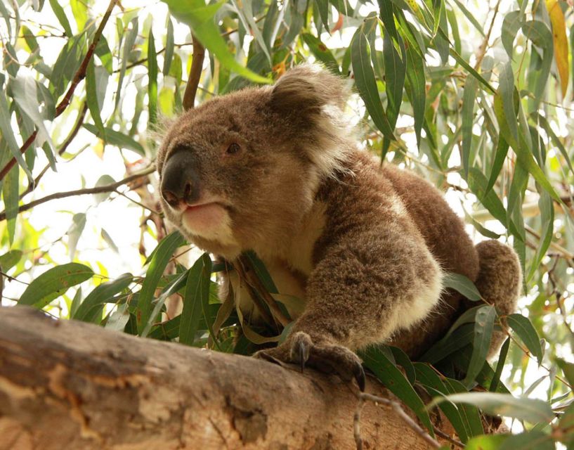 From Melbourne: Small Group Great Ocean Road Tour - Walking through the Otway National Park