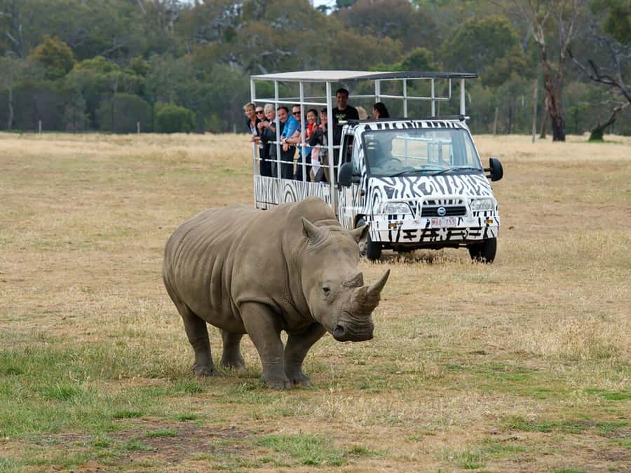 From Melbourne: Werribee Open Range Zoo & Werribee Mansion - Why this Melbourne day trip works