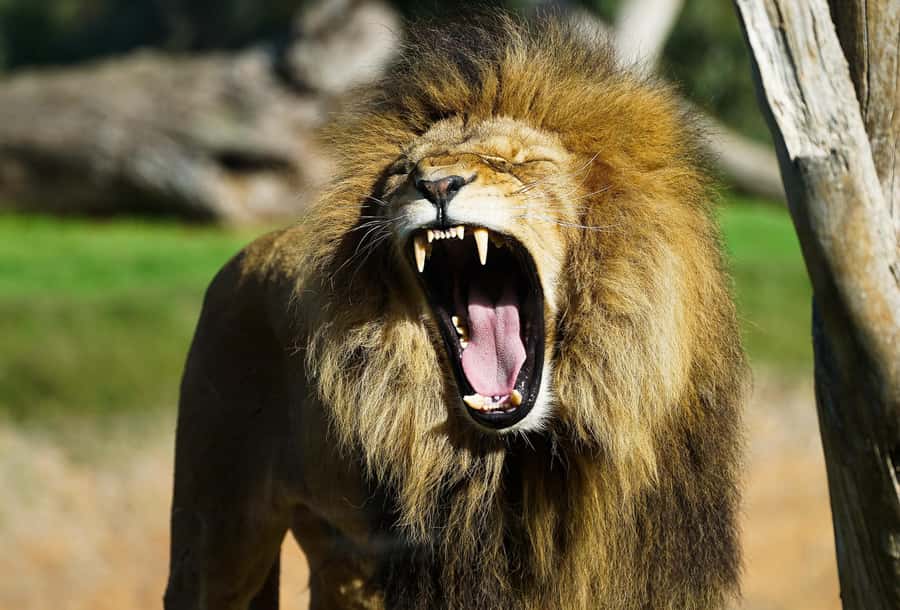 From Melbourne: Werribee Open Range Zoo & Werribee Mansion - The ride back to Melbourne