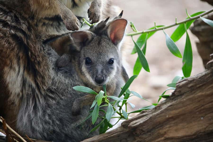 From Melbourne: Werribee Open Range Zoo & Werribee Mansion - What the $102 price gets you