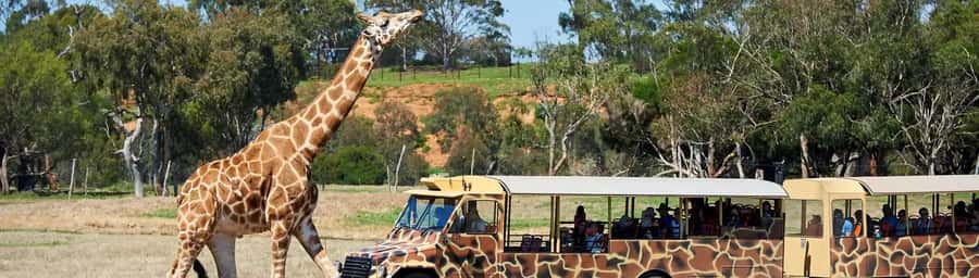 From Melbourne: Werribee Open Range Zoo & Werribee Mansion - Who should book this tour