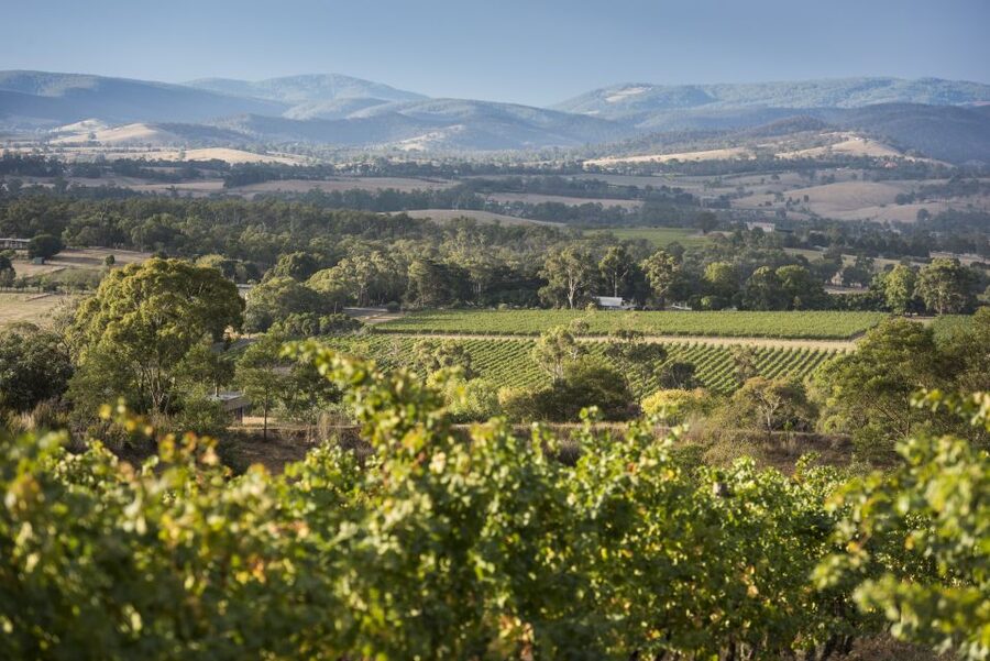 From Melbourne: Yarra Valley Chandon Cheese & Kangaroos Tour - Sunset kangaroos in the bushland