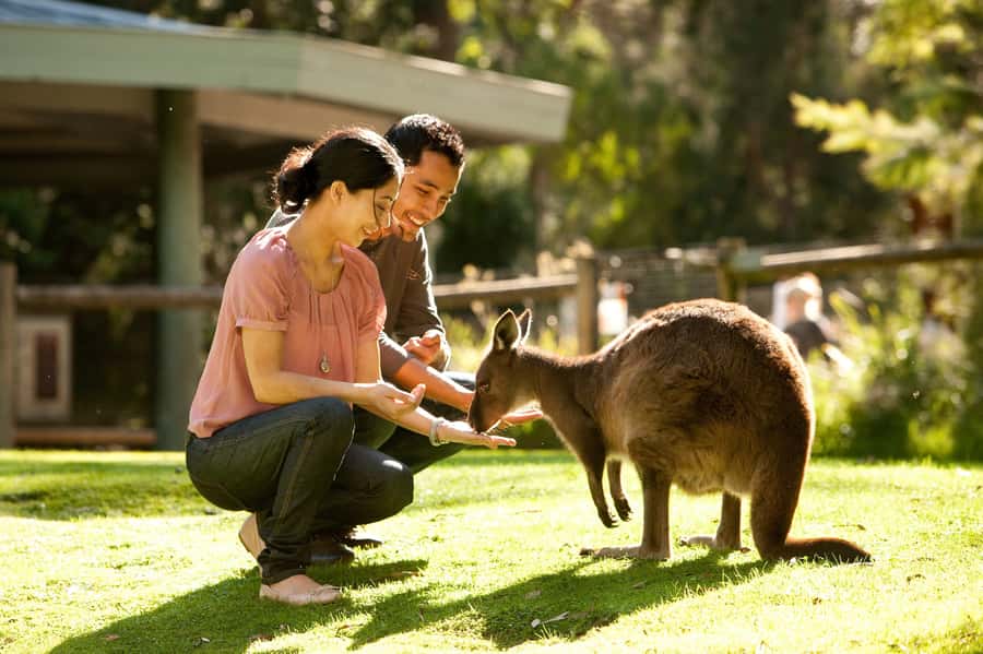 From Melbourne: Yarra Valley Wildlife & Wine Day Tour - The one-hour ride into Yarra Valley