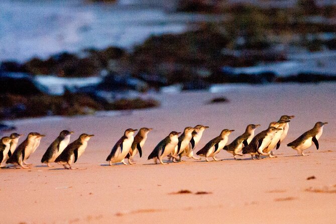 From Phillip Island: Wine and Wildlife Tour with Penguin Parade - Why the wine and penguins pairing works