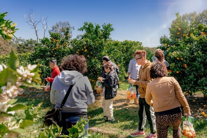 Fruit Picking & Nature Private Tour Yarra Valley & Warburton - Warburton for 45 minutes and an Aussie pie