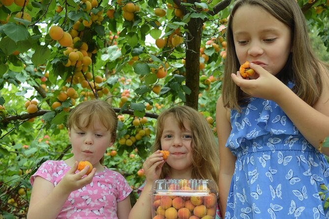 Fruit Picking & Nature Private Tour Yarra Valley & Warburton - What the seven-hour schedule really means