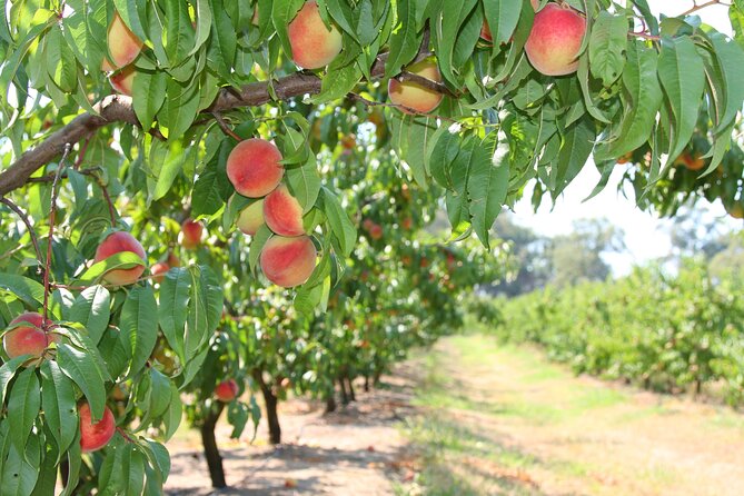 Fruit Picking & Nature Private Tour Yarra Valley & Warburton - Why the private format changes the experience