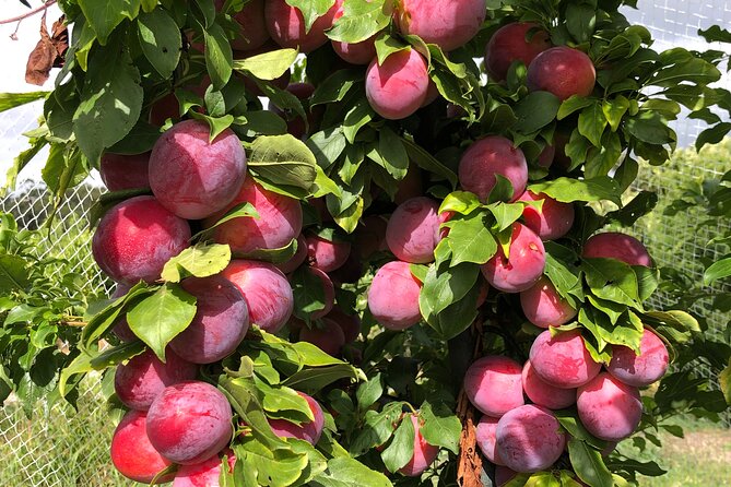Fruit Picking & Nature Private Tour Yarra Valley & Warburton - Who will enjoy this Yarra Valley outing