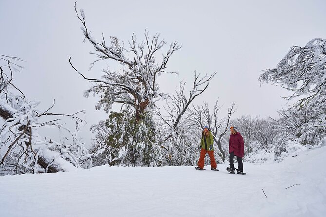 Full-Day Mount Buller Tour - Timing, weather, and cancellation rules