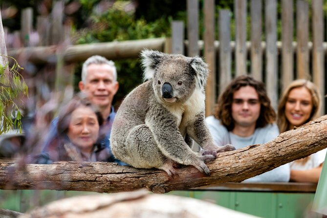 Full-Day Penguins and Wildlife Nature Experience from Melbourne - Waiting for the little penguins at Phillip Island