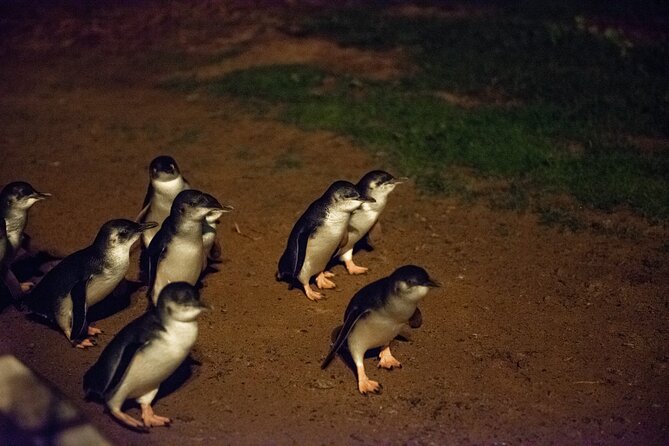 Full-Day Penguins and Wildlife Nature Experience from Melbourne - What the $114.04 price really covers