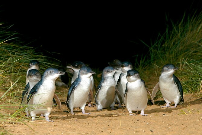 Full-Day Penguins and Wildlife Nature Experience from Melbourne - Two hours with kangaroos at Moonlit Sanctuary