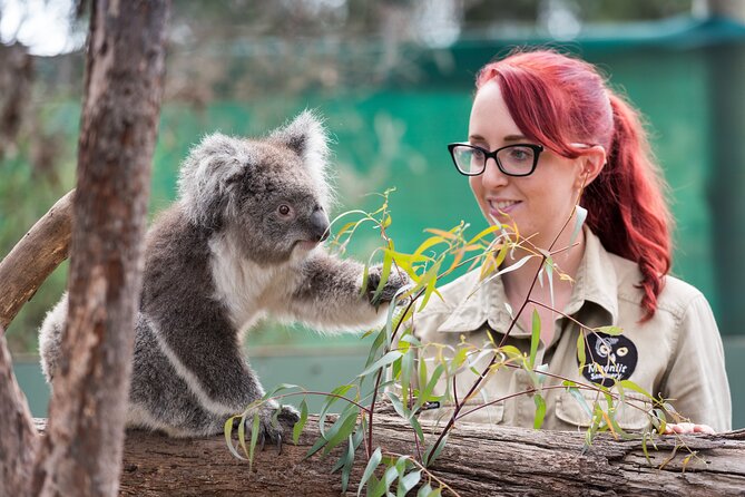 Full-Day Phillip Island Tour with Kangaroo, Koala and Penguin Parade - Key things to know before booking