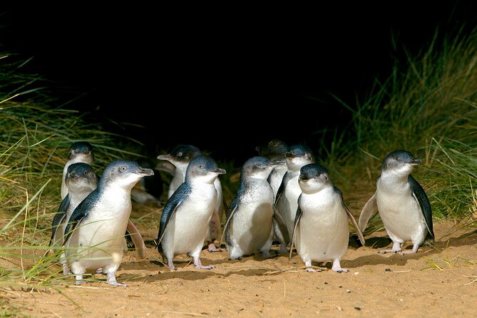 Full-Day Phillip Island Tour with Kangaroo, Koala and Penguin Parade - Moonlit Sanctuary gives the day an early wildlife start