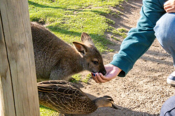 Full-Day Phillip Island Tour with Kangaroo, Koala and Penguin Parade - Cowes is your practical meal and town stop