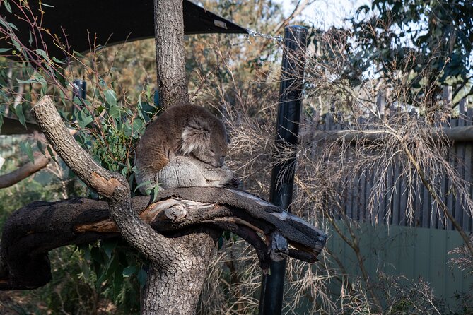 Full-Day Phillip Island Tour with Kangaroo, Koala and Penguin Parade - The bus ride is part of the bargain