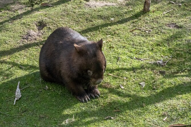 Full-Day Phillip Island Tour with Kangaroo, Koala and Penguin Parade - How the timing shapes the experience