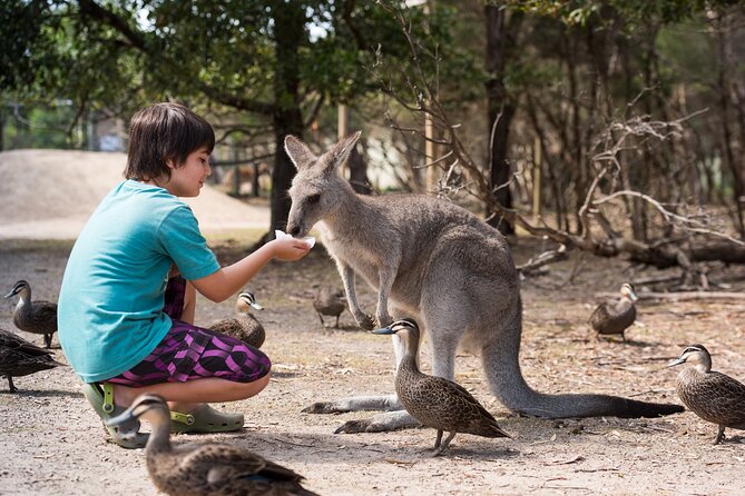 Full-Day Phillip Island Tour with Kangaroo, Koala and Penguin Parade - Woolamai Beach offers a quick taste of the coast