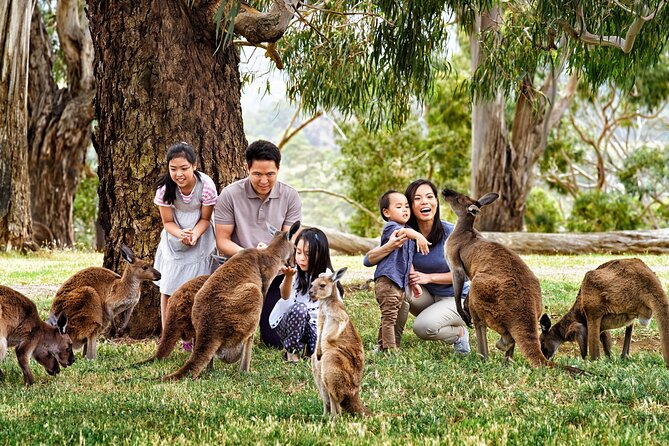Full-Day Private Australian Wildlife Tour of Phillip Island - Why the penguin parade makes this day special