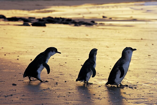 Full-Day Private Australian Wildlife Tour of Phillip Island - Brighton Beach starts the coastal story