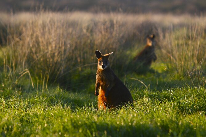 Full-Day Private Australian Wildlife Tour of Phillip Island - Timing, pickup, and the practical rhythm of the day