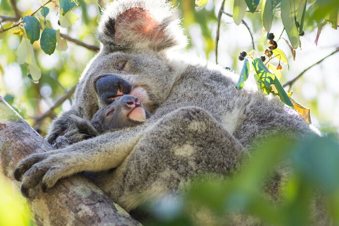 Full day Shared Tour to Twelve Apostle (Melbourne Chinese Tour) - Koala Spotting Depends on Patience and Luck