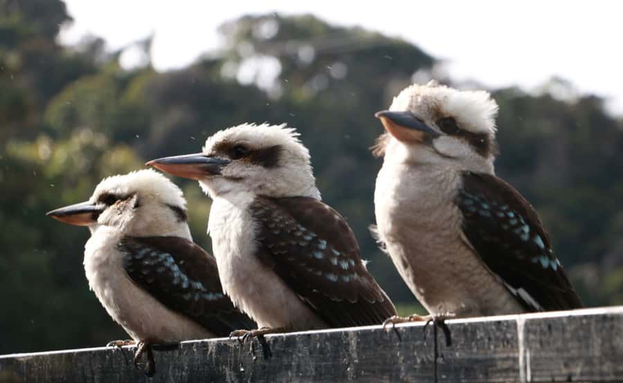 Grampians National Park Small-Group Eco Day Tour - Boroka Lookout and the final wildlife chance