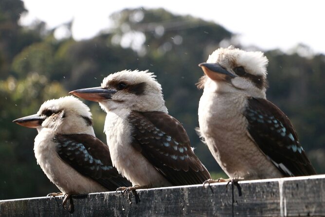 Grampians National Park Small-Group Eco Tour from Melbourne - Reed Lookout and Boroka Lookout