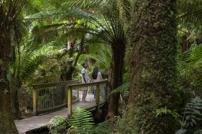 Great Ocean Road, 12 Apostles, Loch Ard Gorge & lunch - Melbourne - Wildlife without a zoo fence