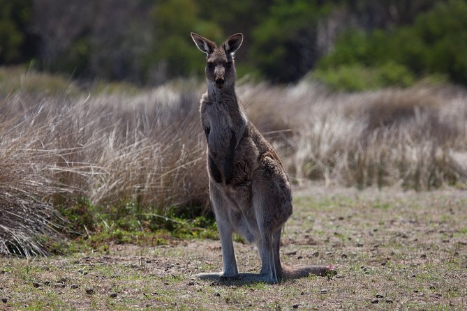 Great Ocean Road and Wildlife Tour for Backpackers aged 18-35 - The Twelve Apostles and Port Campbell National Park