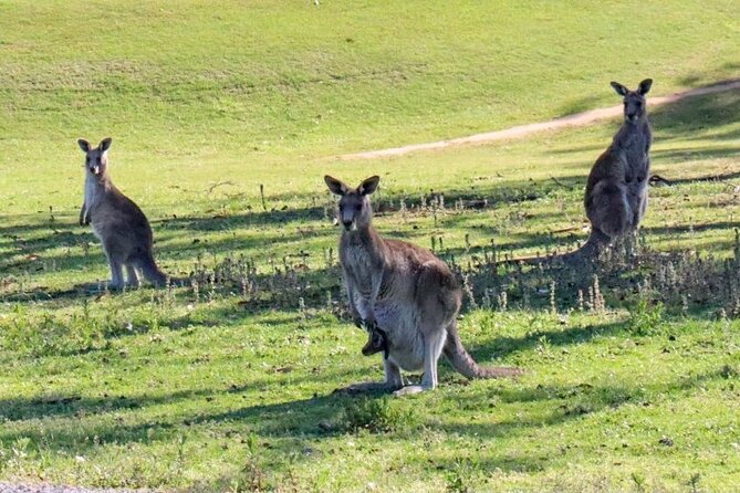 Great Ocean Road and Wildlife Tour for Backpackers aged 18-35 - The Memorial Arch and the final photo