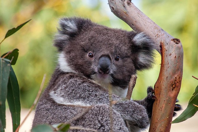 Great Ocean Road and Wildlife Tour for Backpackers aged 18-35 - The Razorback and Gibson Steps