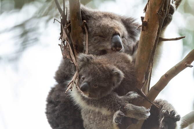 Great Ocean Road Coastal Spectcular with Wildlife Wonders - The Twelve Apostles delivers the headline view