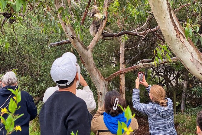 Great Ocean Road Full-Day Sunset Eco Tour from Melbourne - Lunch in Lorne or Kennett River